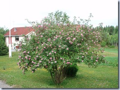 P6180073