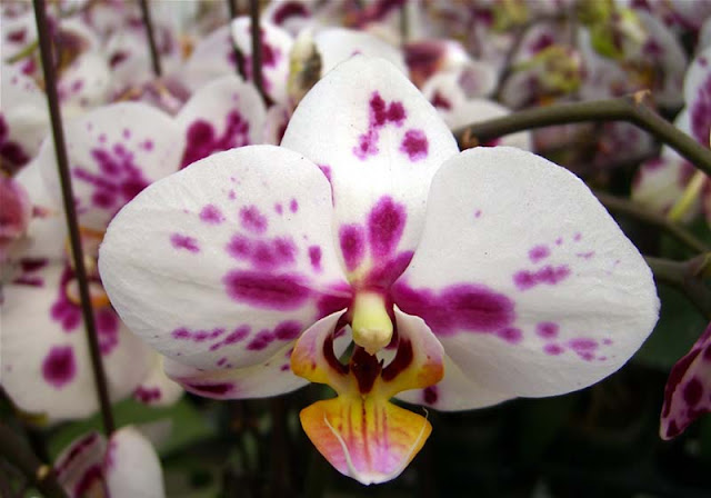 Phalaenopsis Flowers Pictures