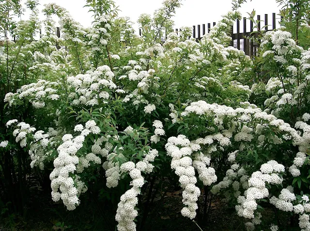 Dicas e curiosidades da Buquê-de-noiva ou Spirea cantoniensis