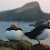 Puffins & Lambs - It's that time of Year!