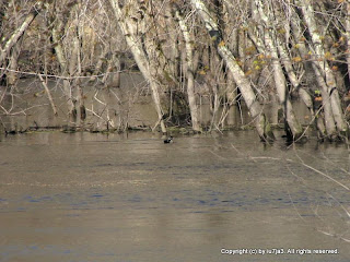 Wood Duck