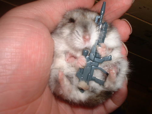 animals with guns funny. funny animals with guns. funny