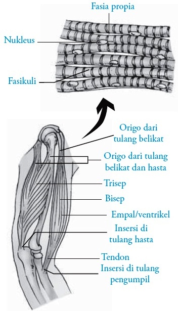 Otot Rangka Otot Lurik Manusia blog info