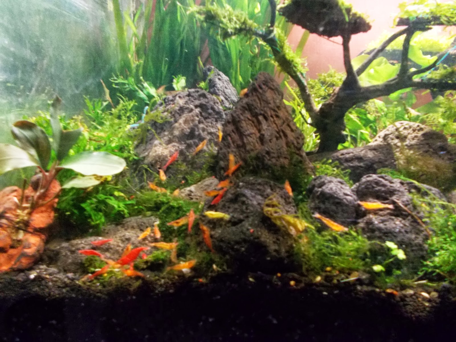 Aquascape Tanpa CO2 Injection Simple Aquascape