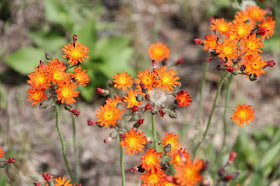 orange hawkweed(?) at St. Croix State Park: invasive but not noxious?