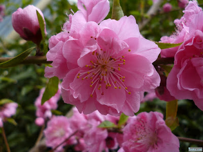 桃園公園の桃の花