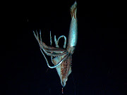 Giant Squid Photographs