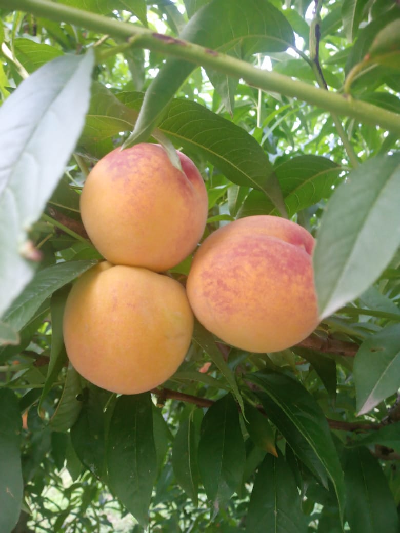 What are the benefits of peach?  What are the calorie and nutritional values ​​of peach?