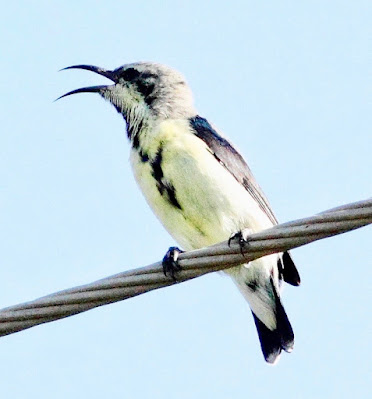 "Purple Sunbird Cinnyris asiaticus, Eclipse male"