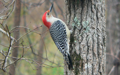 Suara Burung Pelatuk