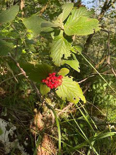 [Adoxaceae] Viburnum lantana - Wayfaring Tree (Viburno lantana)