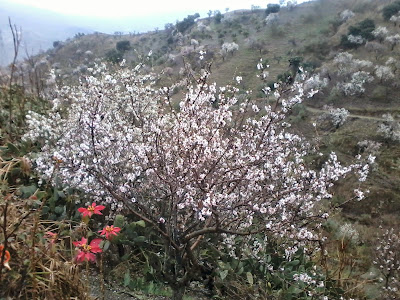 almendros en flor