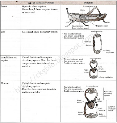 excretory system in humans. excretory system in humans.