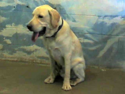 cute yellow lab dogs. Gorgeous pure bred yellow lab