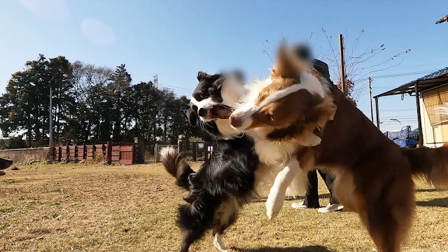 保護犬 ボーダーコリー トーマ