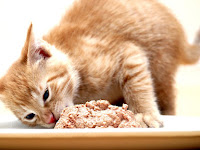 best cat food cats love