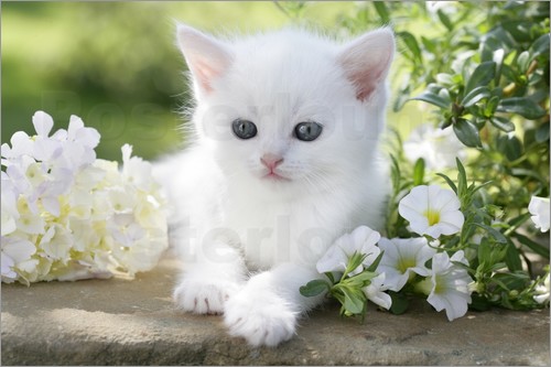 White Cat Image with Flowers