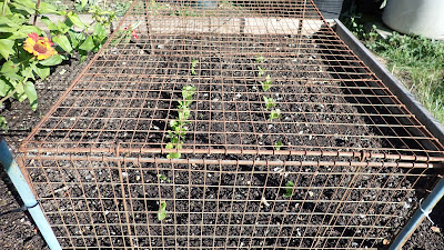 Lettuce seedlings