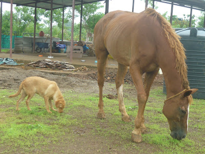 injured stallion and dog at animal shelter karjat