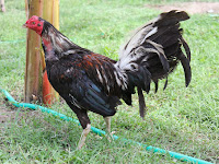 Ayam Aduan Bali