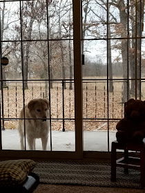 Big yellow dog standing on porch looing in sliding glass door