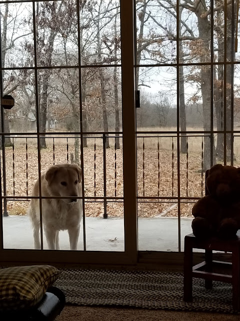 Big yellow dog standing on porch looing in sliding glass door