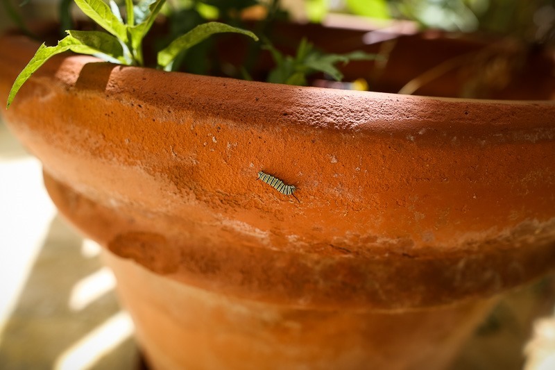 monarch butterfly life cycle-9