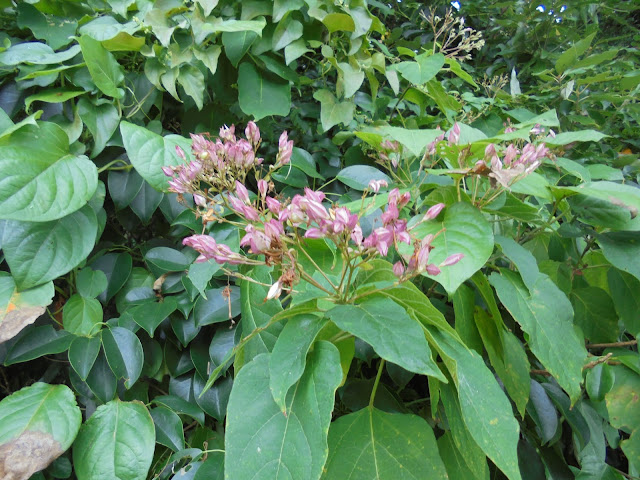 臭木（クサギ）の花が甘い香りを漂す