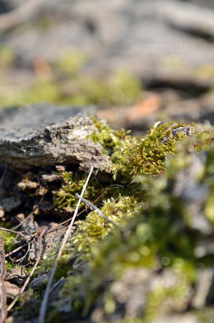 cam underfoot (2)