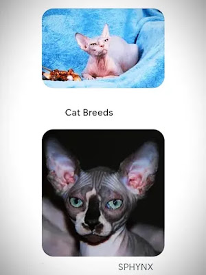 white-hairless-tortoiseshell-cats-have-white-eyes-feathers-on-head3
