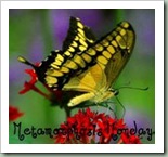 Between Naps on the Porch- Metamorphosis Monday