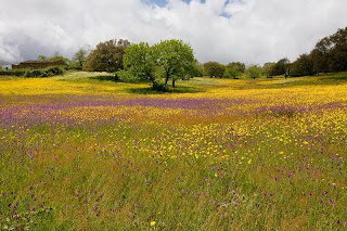 campos floridos