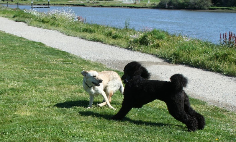 action shot of cabana and a big black poodle chasing in circles