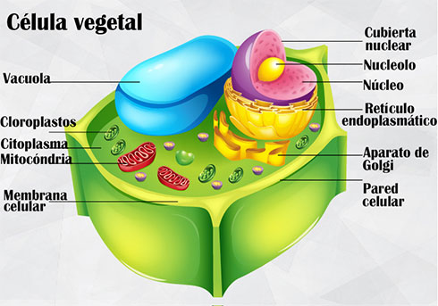 Célula vegetal