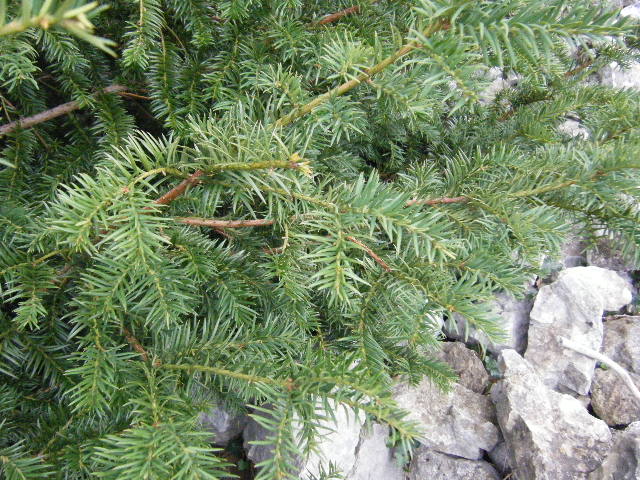 2010_11170014.JPG