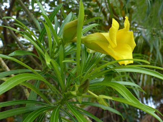 Thevetia peruviana - Cascabela thevetia - Oléandre jaune - Thévétia du Pérou