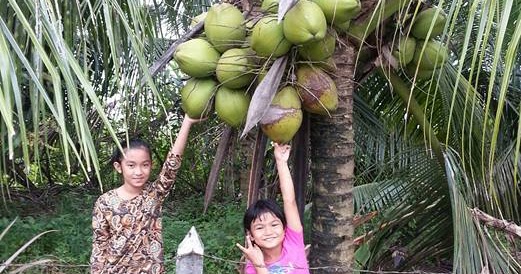 Jualan Benih  Tanaman Semua Menjadi Benih  pokok kelapa  