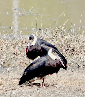 "Woolly-necked Stork,  pair"