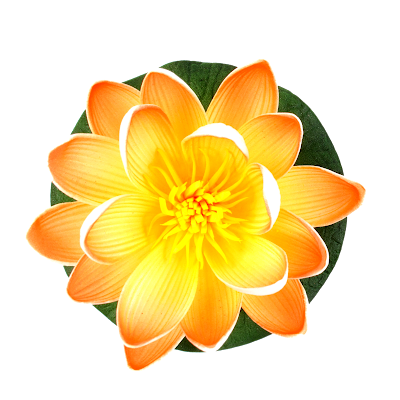 Beautiful-Lily-flower-png-images-download-free