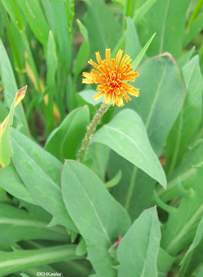 Agoseris aurantiaca, orange mountain dandelion