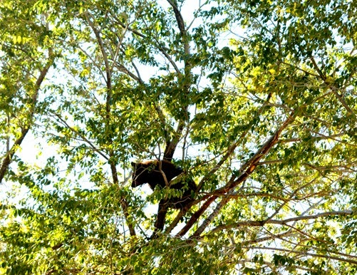 cliff creek bear 047