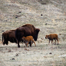 Baby Tatanka Part II: New born buffalo calves in Custer State Park by Dakota Visions Photography LLC