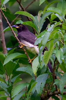 Brown Jay