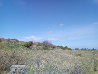 Natur am Cap Blanc Nez