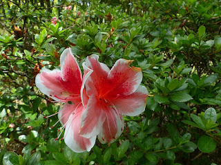 Azalée - Rhododendron sp. 