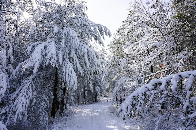 Myles Standish State Forest- Plymouth, MA