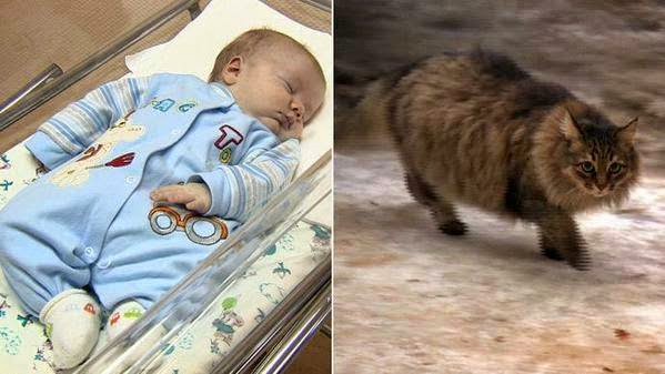 Bila Kucing Selamatkan Bayi Dari Kesejukan
