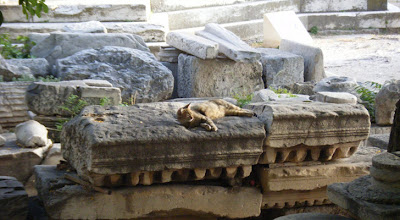 Seekor kucing berhasil menemukan situs 2000 tahun di Roma