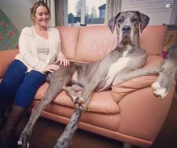freddy-great-dane-worlds-tallest-dog