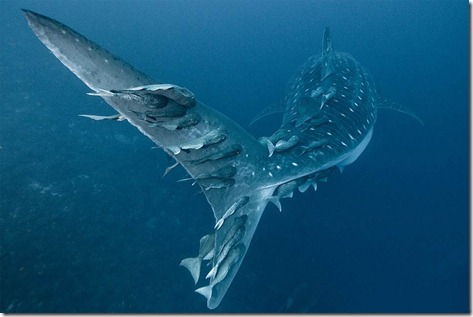 Shark